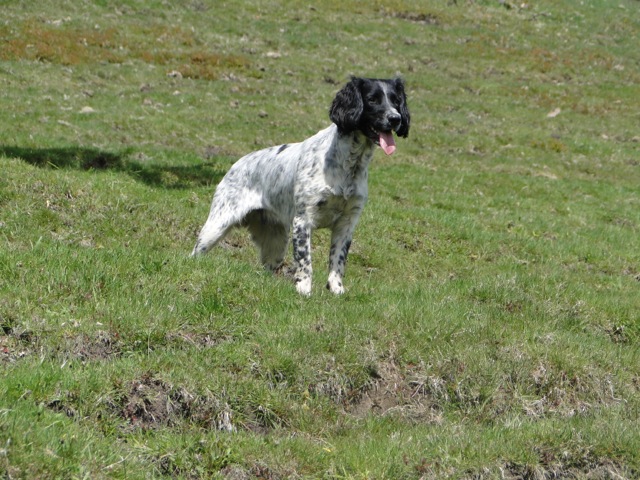 Reggie the Springer Spaniel