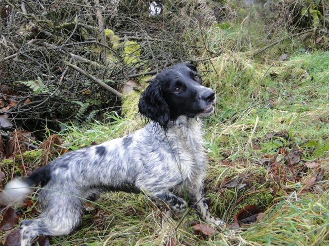 Ronnie the Springer Spaniel