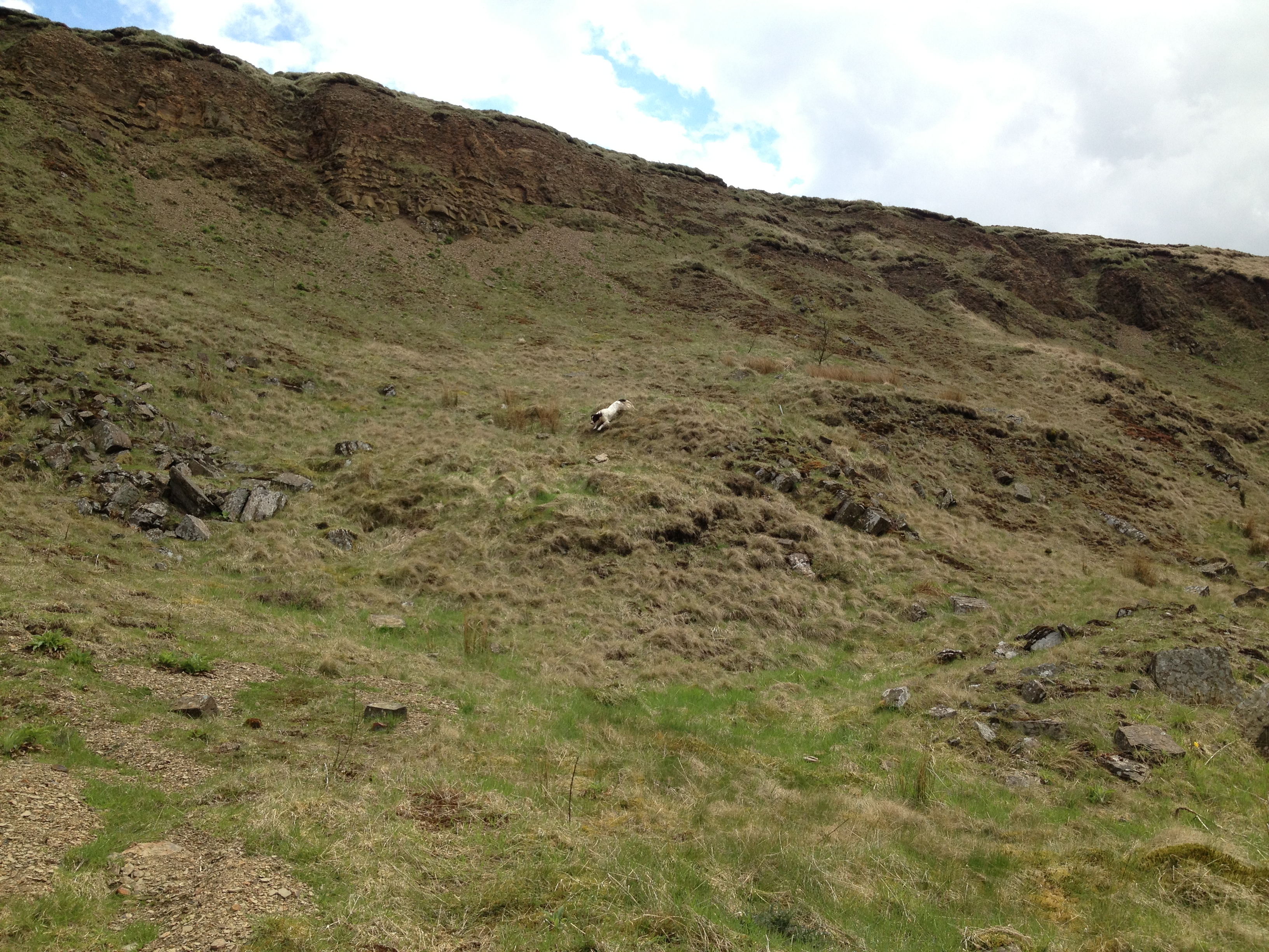 Gundog Training Dexter the Springer Spaniel