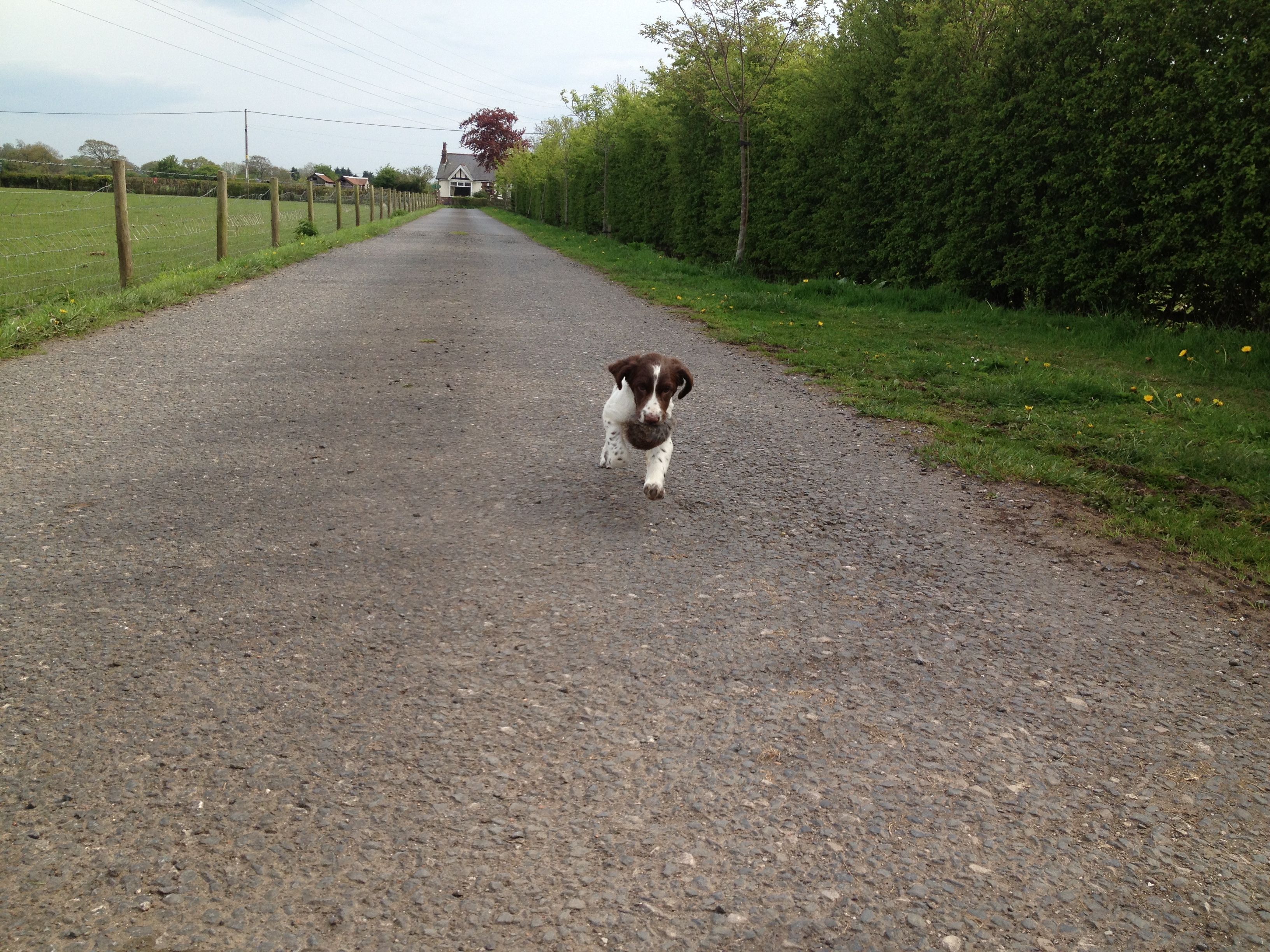 Gundog Training a retrieve with Wisp my Springer Spaniel