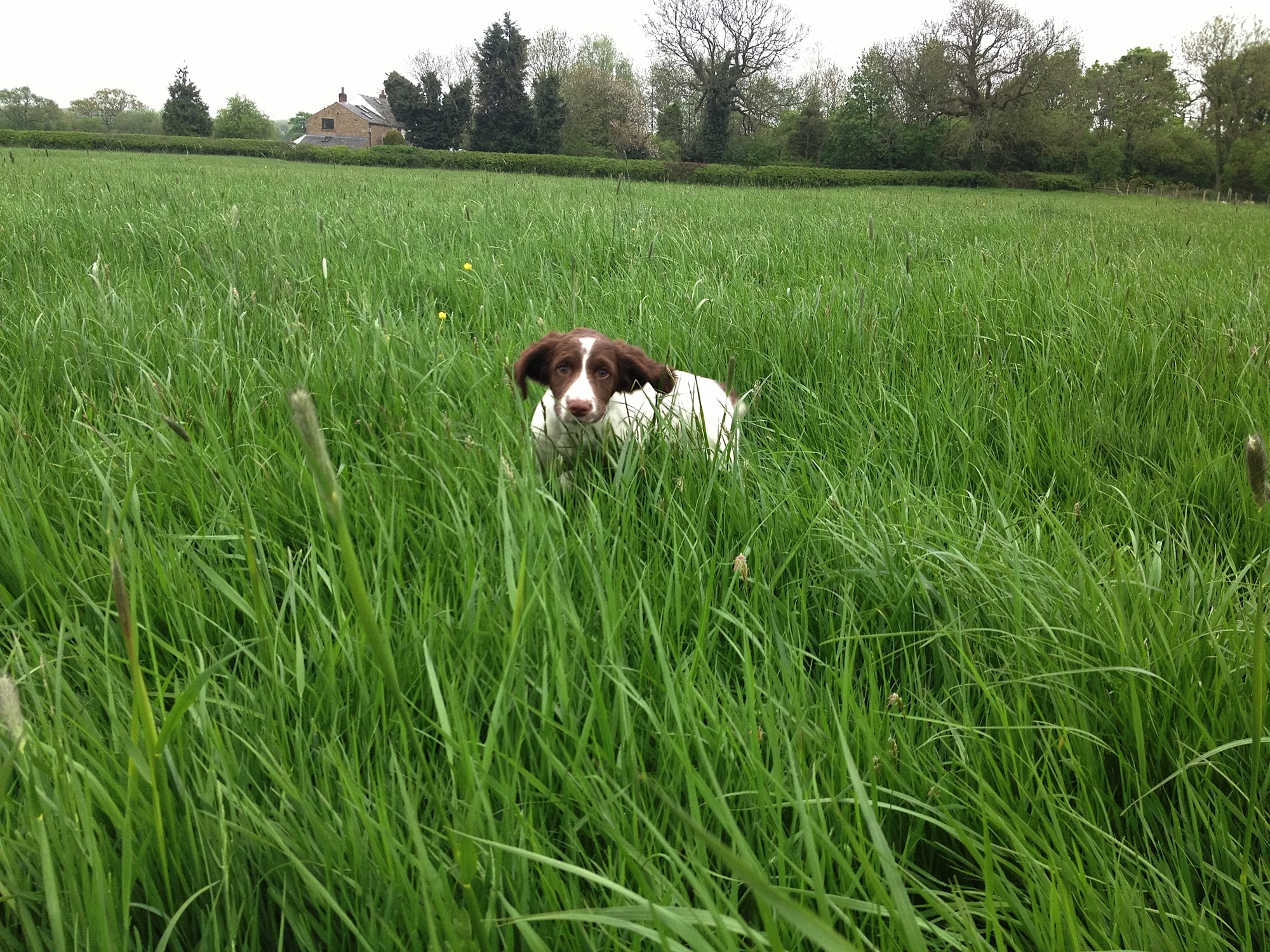 Wisp the Springer Spaniel Pup