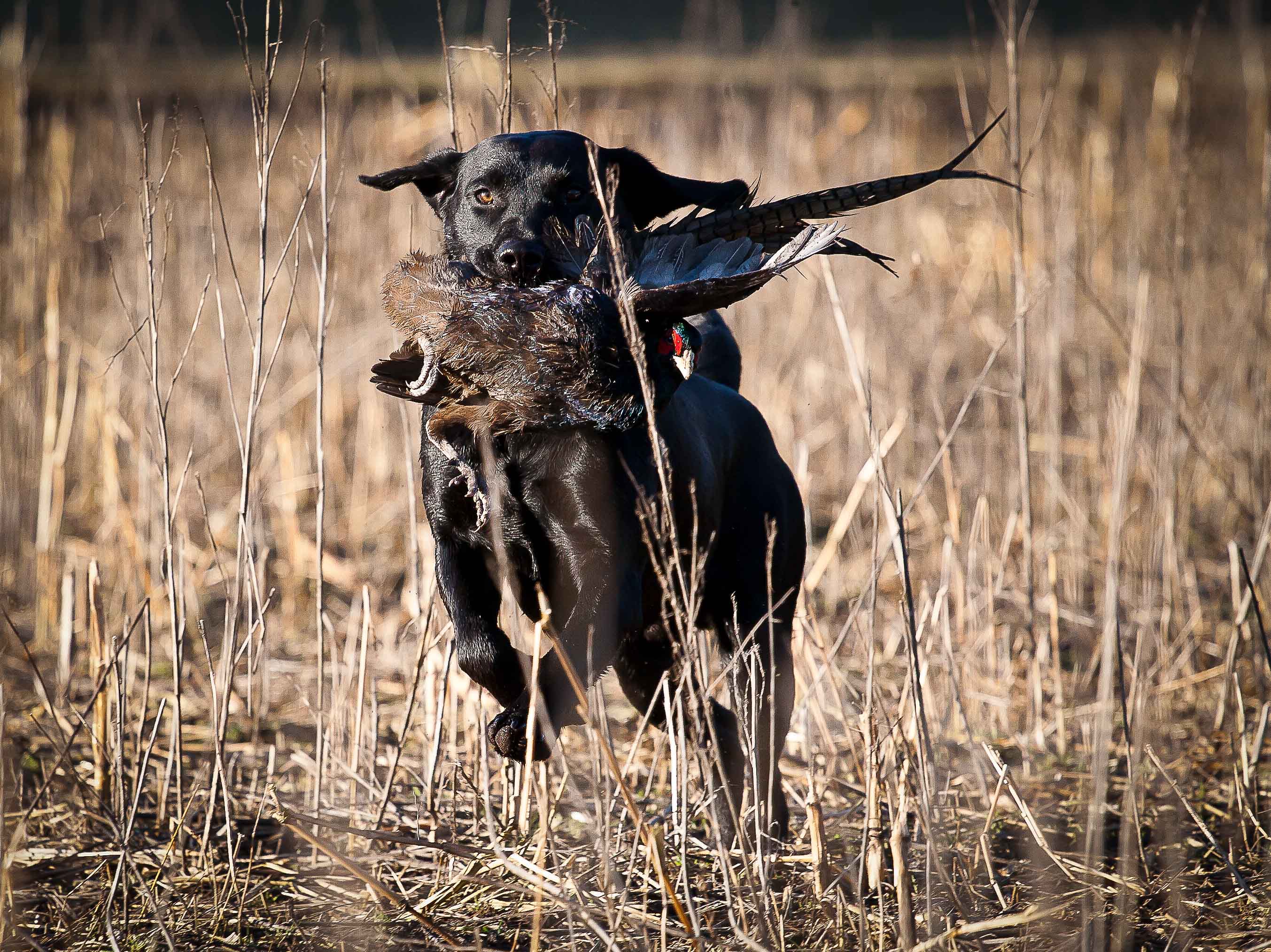 Tessleymoor group gundog training events