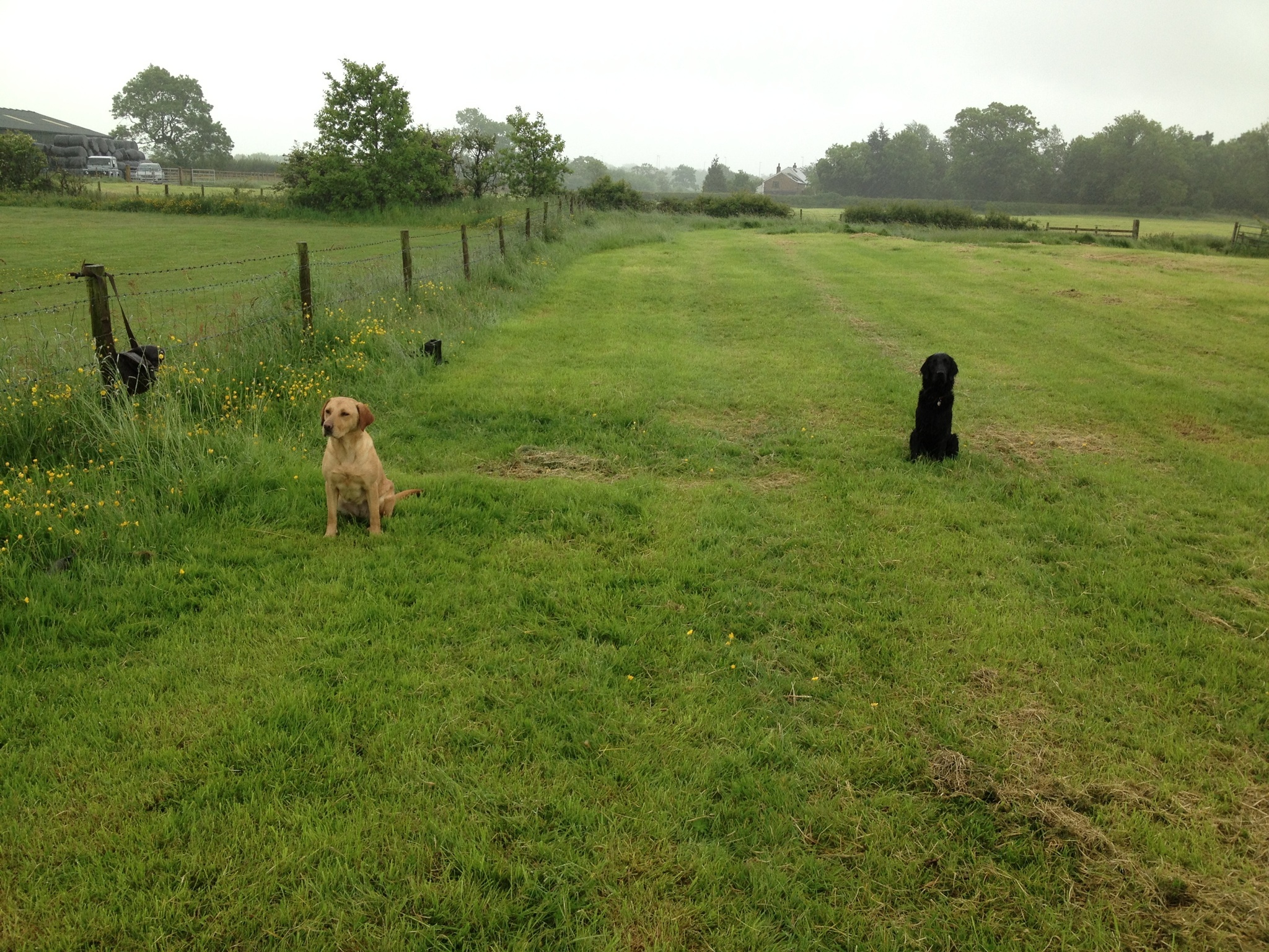 Gundog Training with Luke and Skye