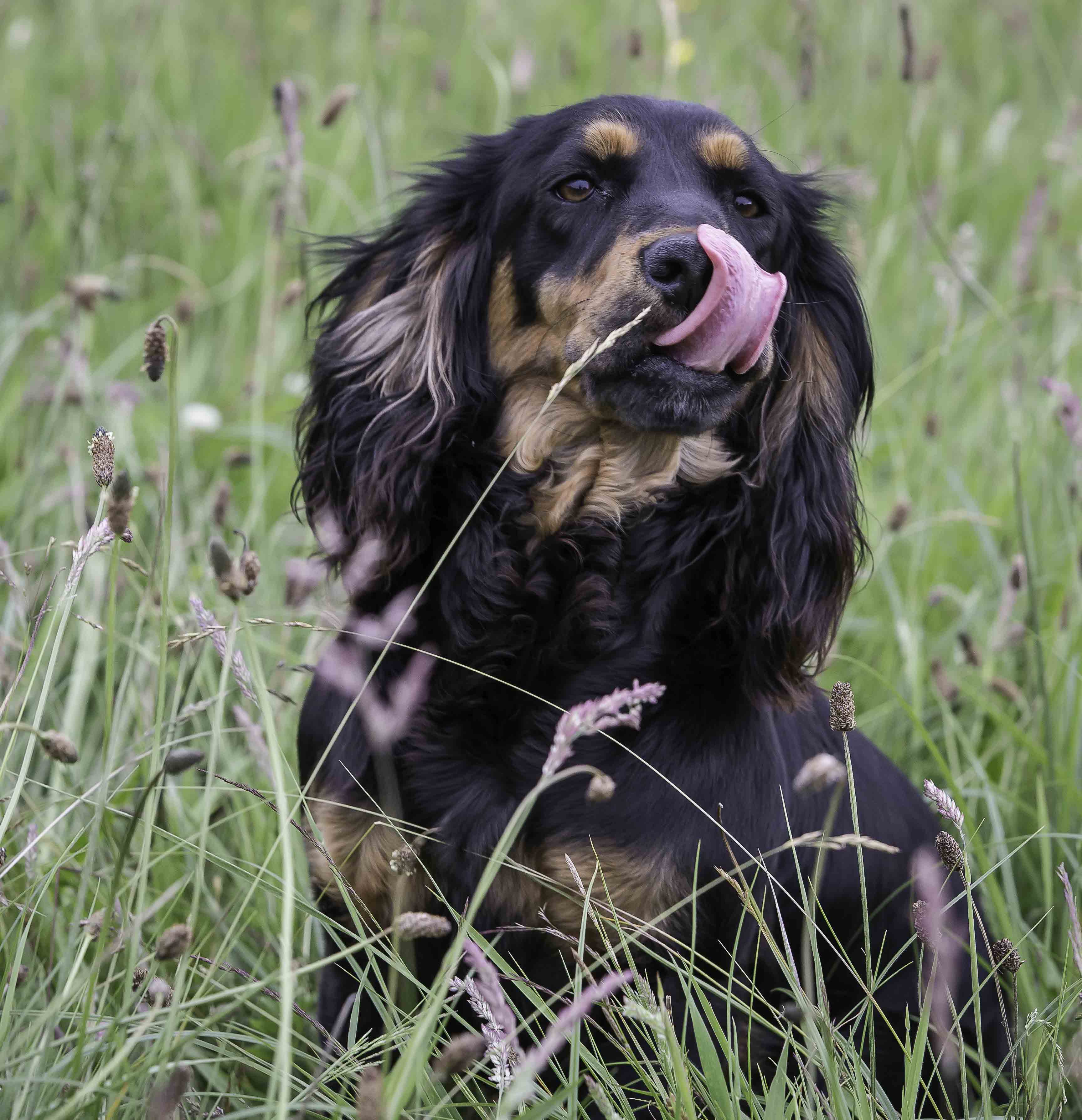 trained working cocker spaniel for sale