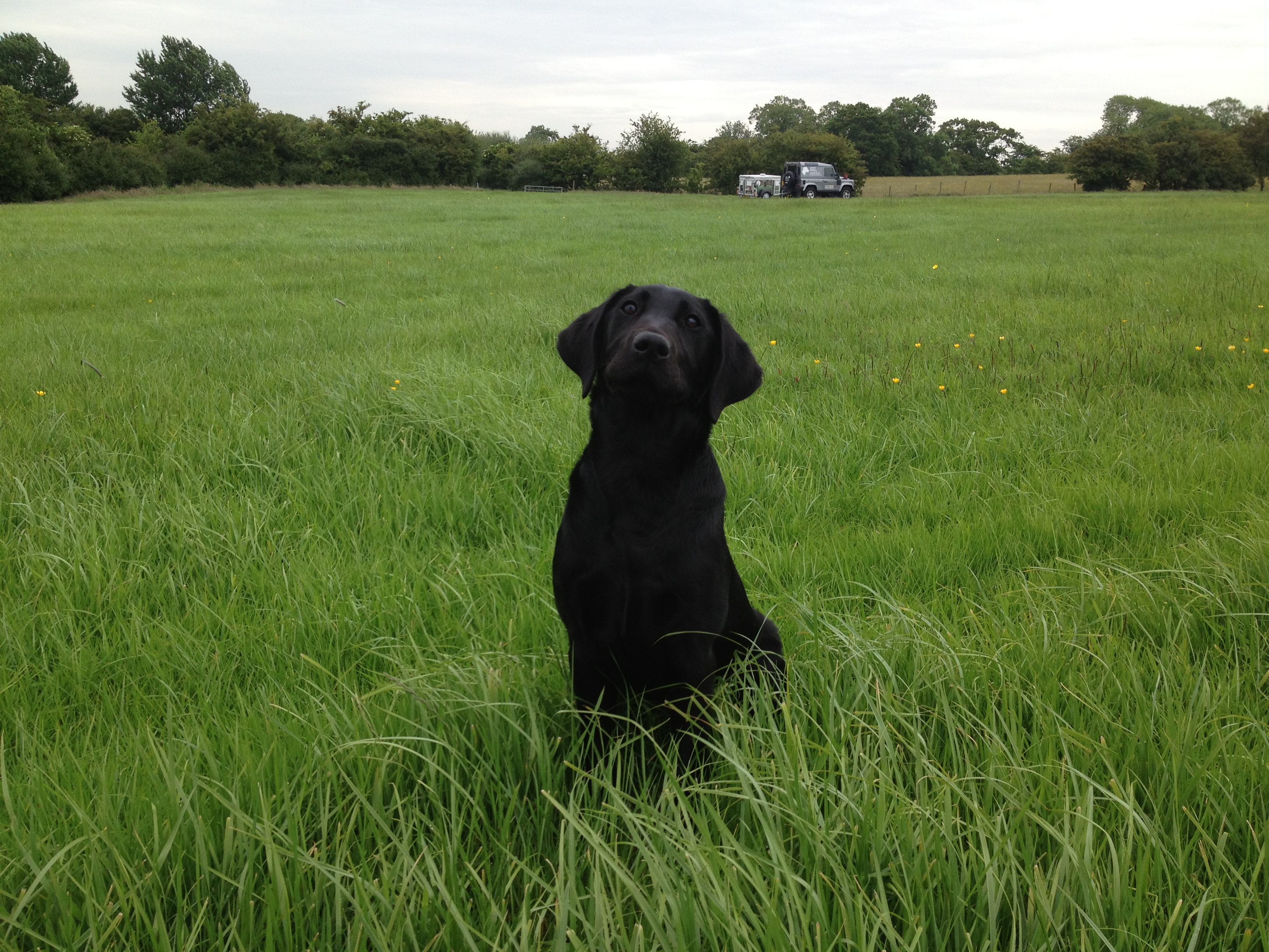 Tilly the Labrador