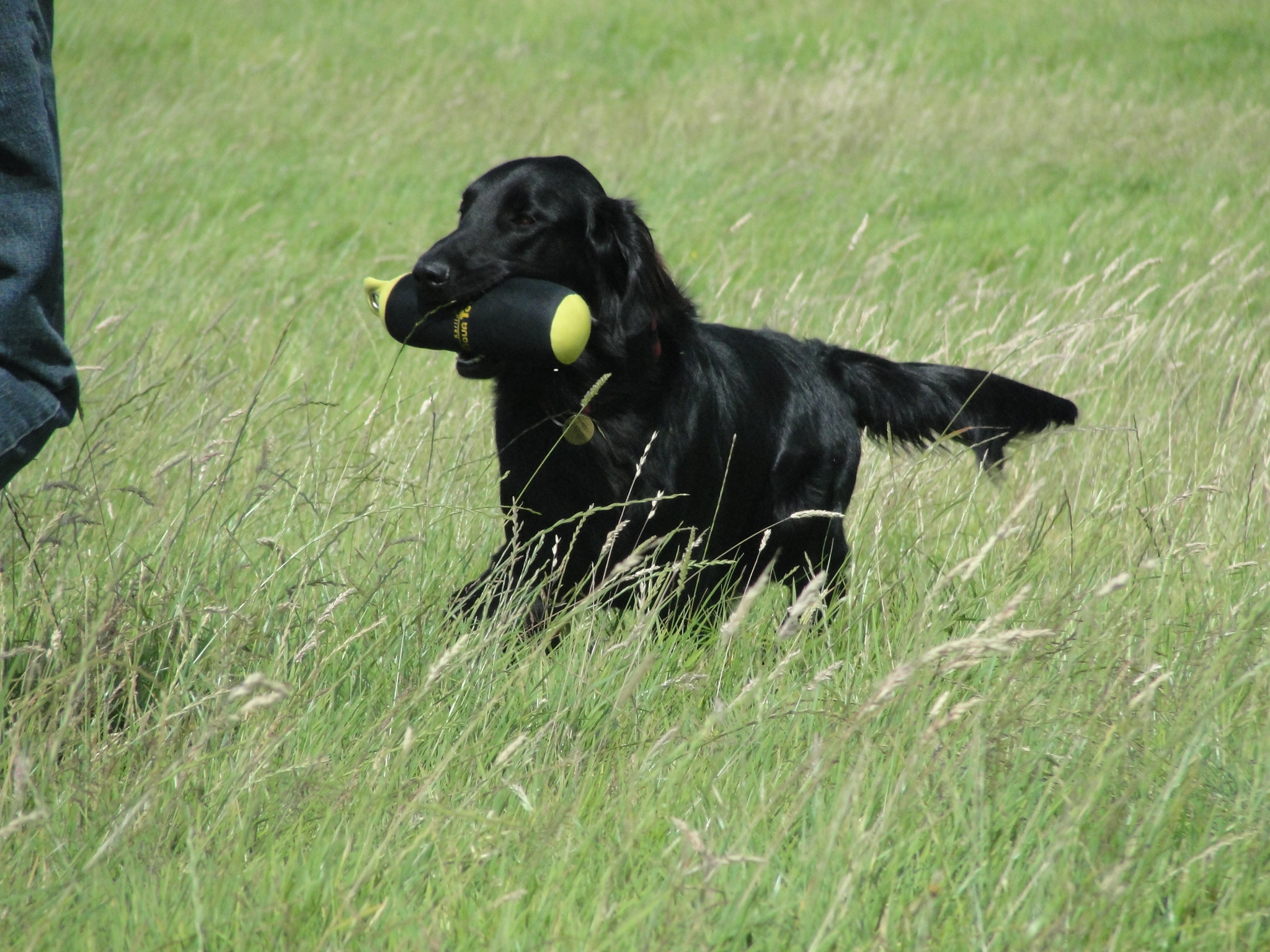 Gundog Training with Luke the Flatcoat Retriever