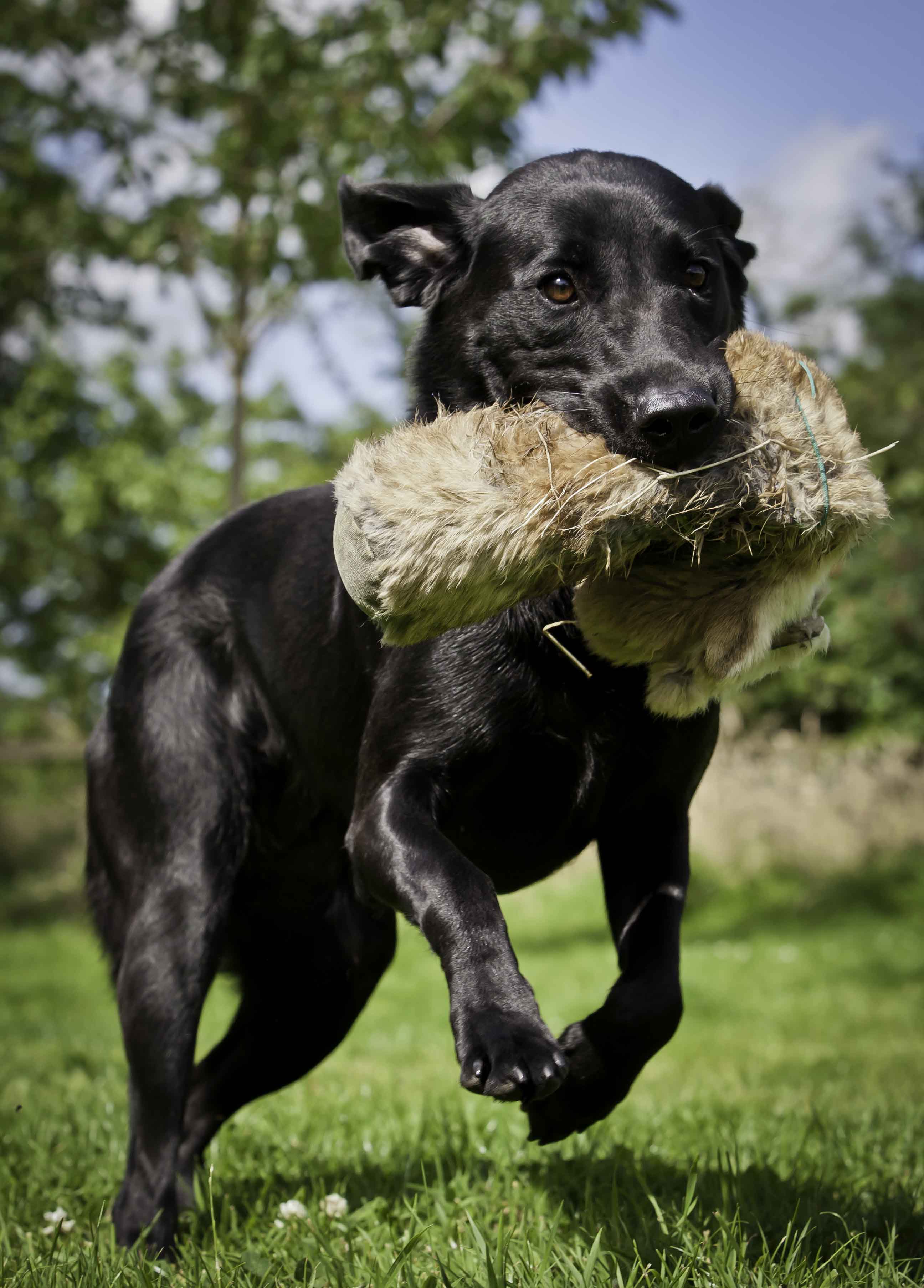 Poppy Gundog Training.