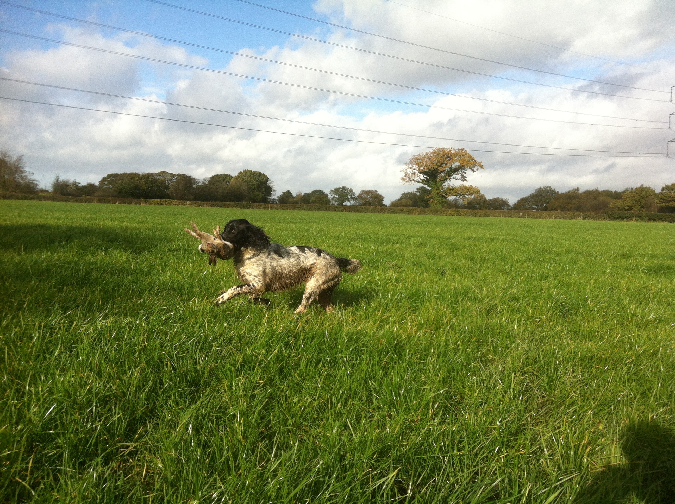 Ronnie retrieving on his first game gundog training lesson.