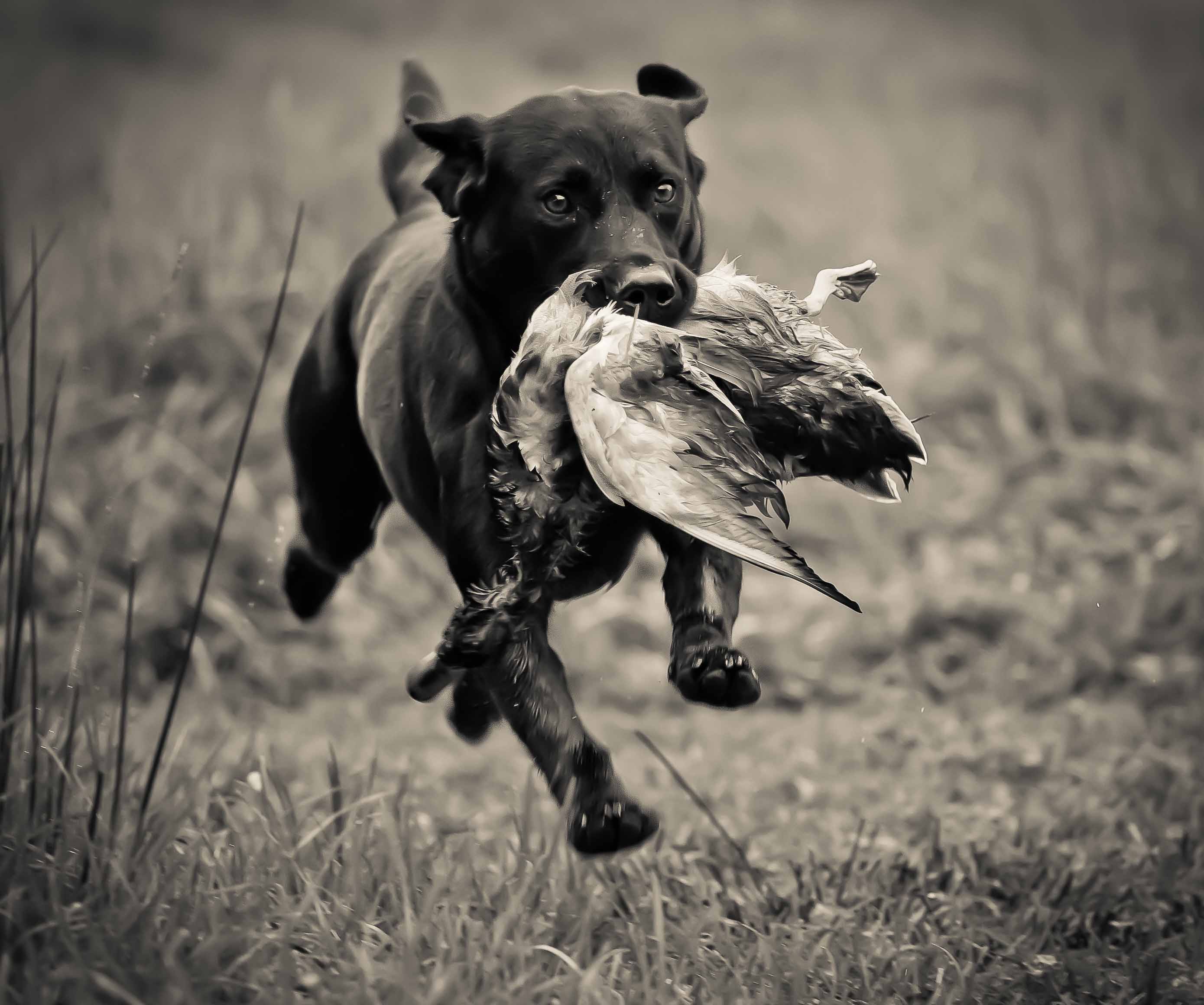 Gundog Training with Sam my Labrador, Preston, Lancashire