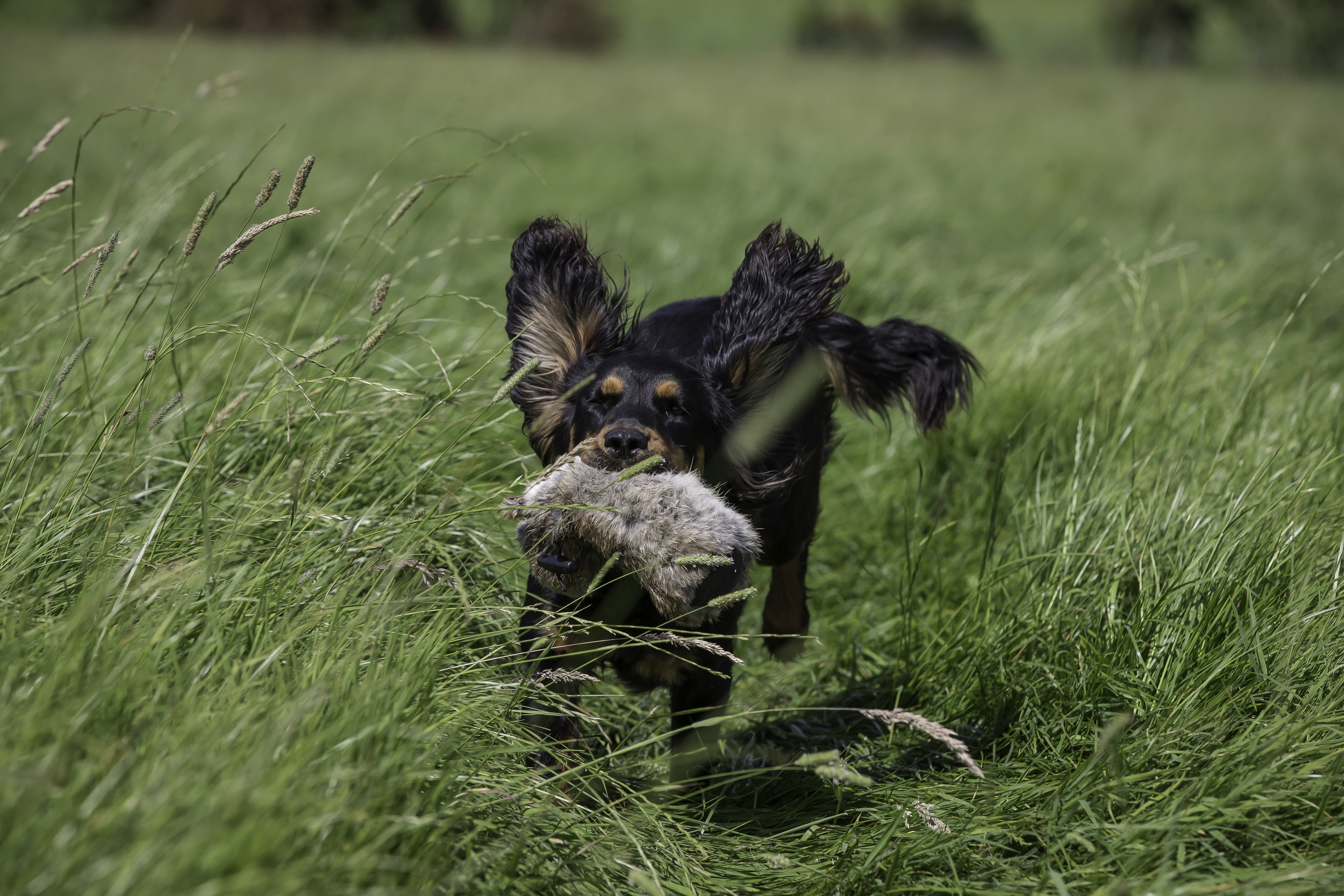 Gundog training with Tilly the Cocker Spaniel