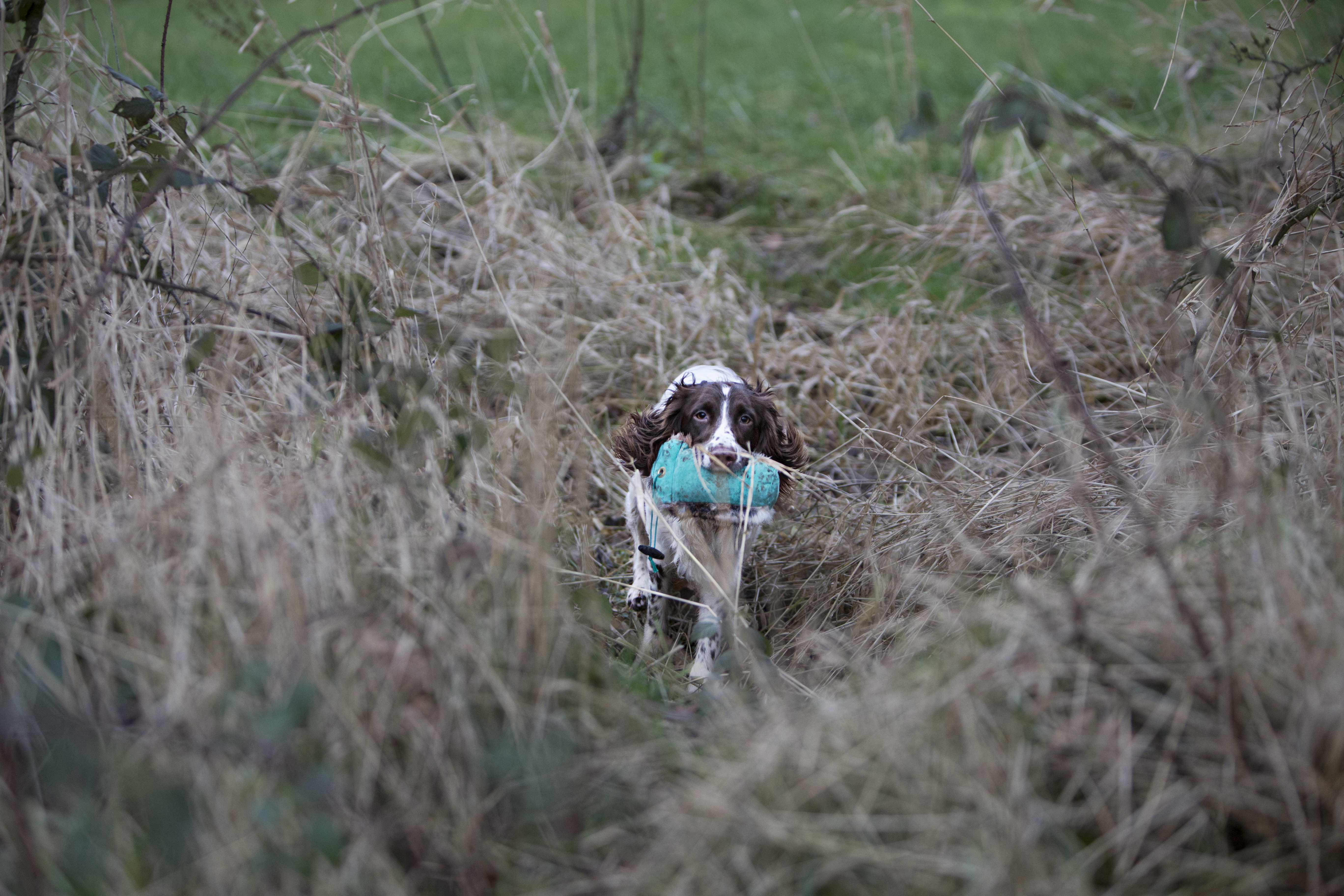Wisp the Springer Spaniel Gundog Training