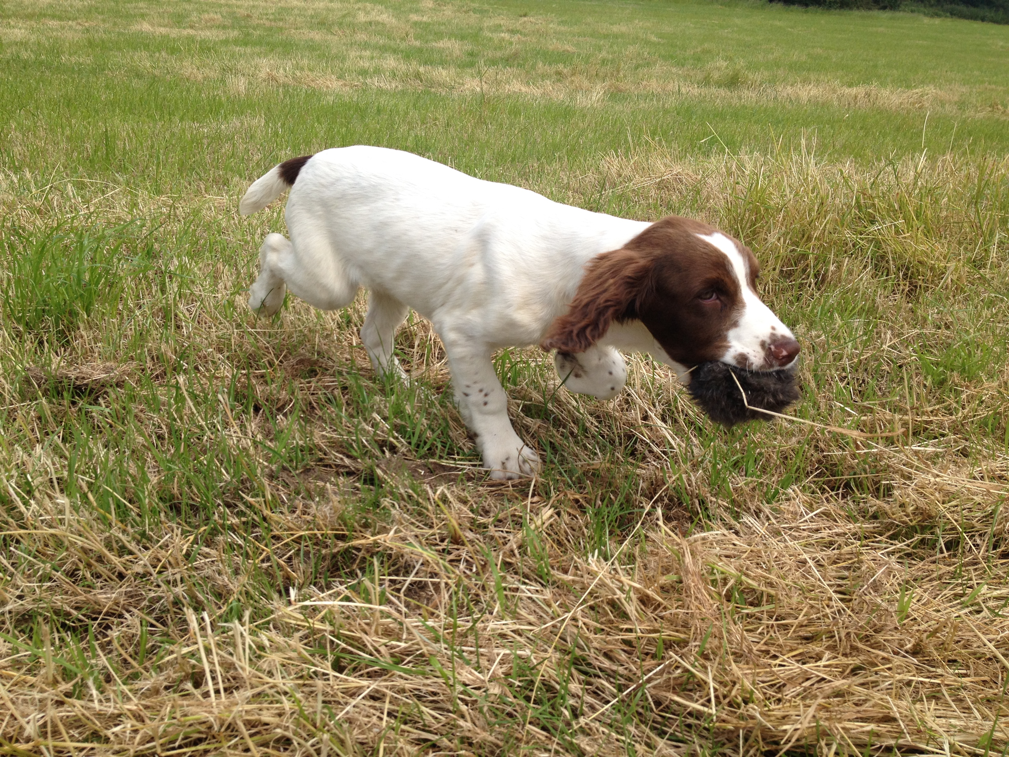12 week old shop springer spaniel