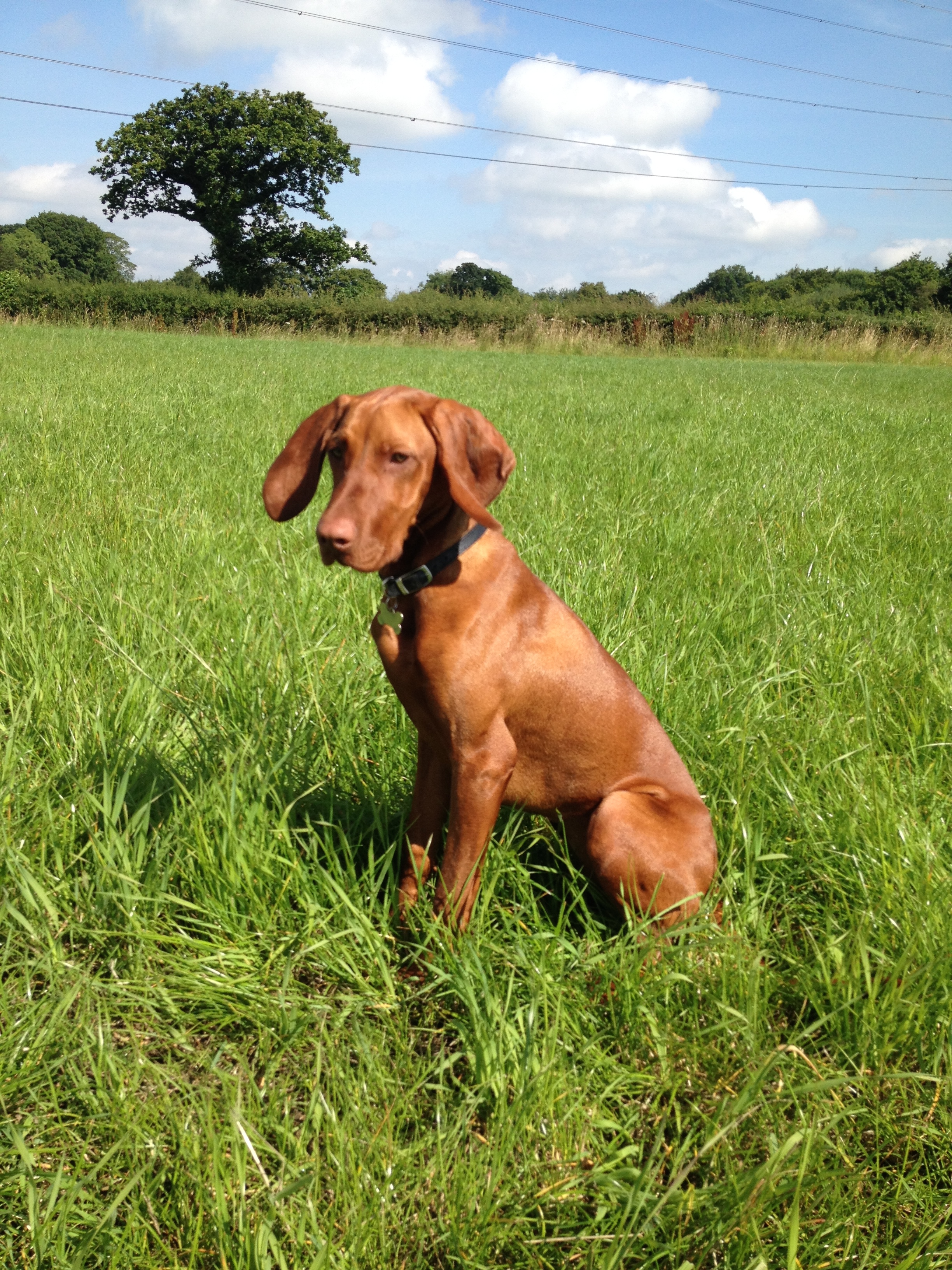 Gundog Training Wilma the Hungarian Vizsla, Preston ...