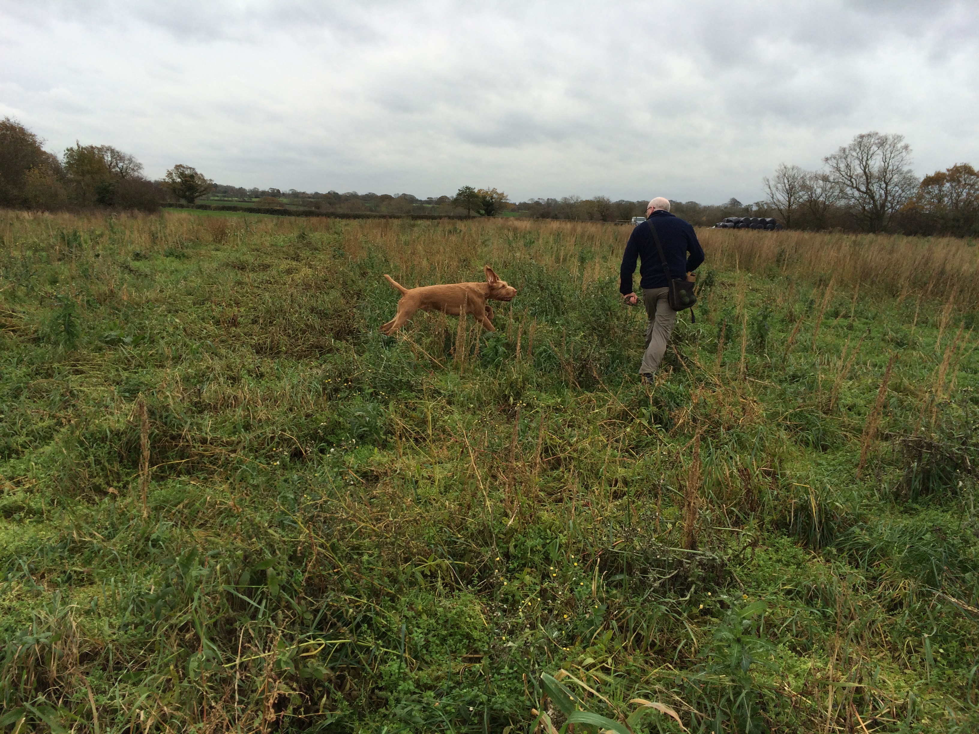 Denzel wirehaired vizsla gundog training