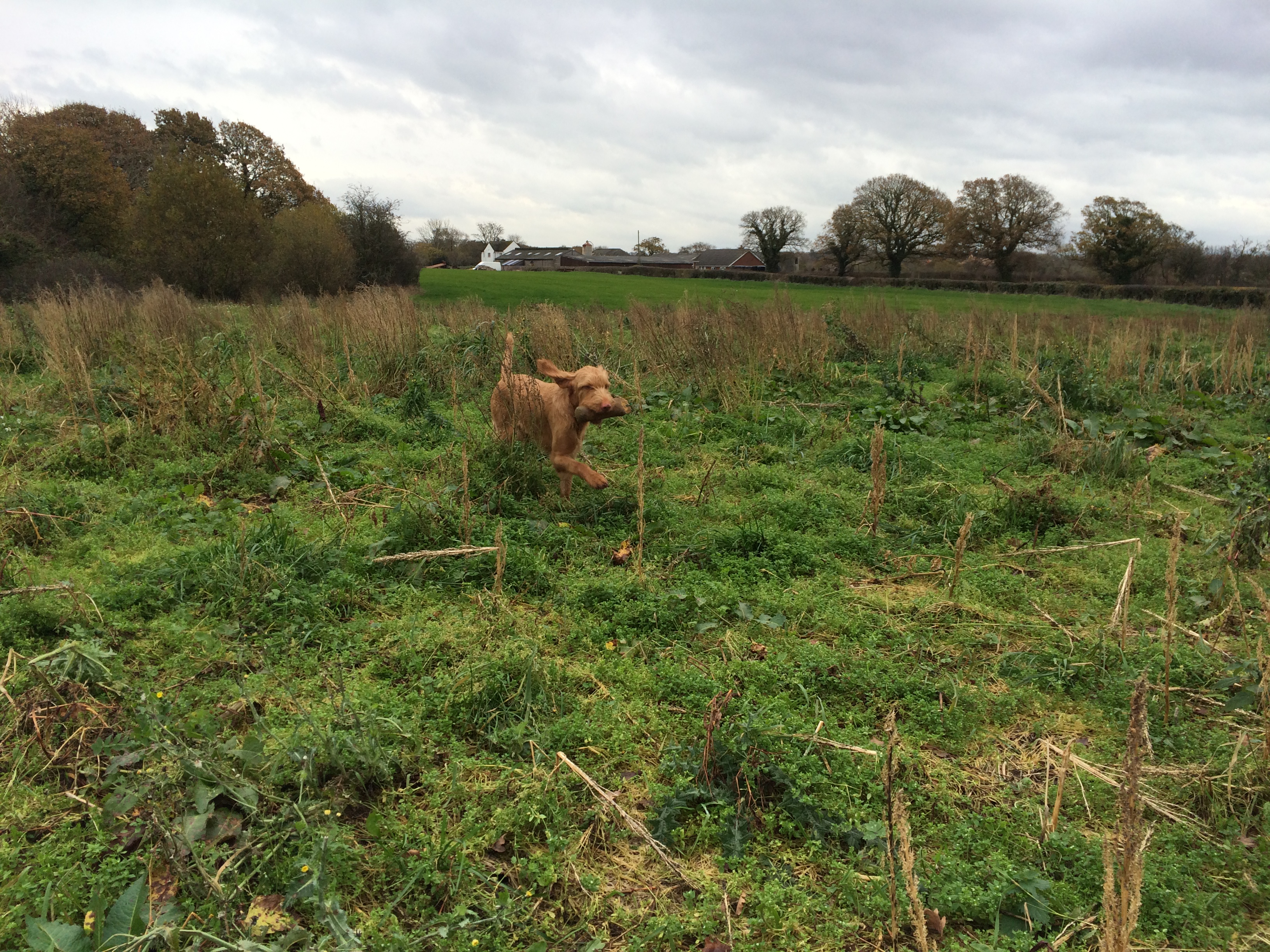 Denzel wirehaired vizsla gundog training