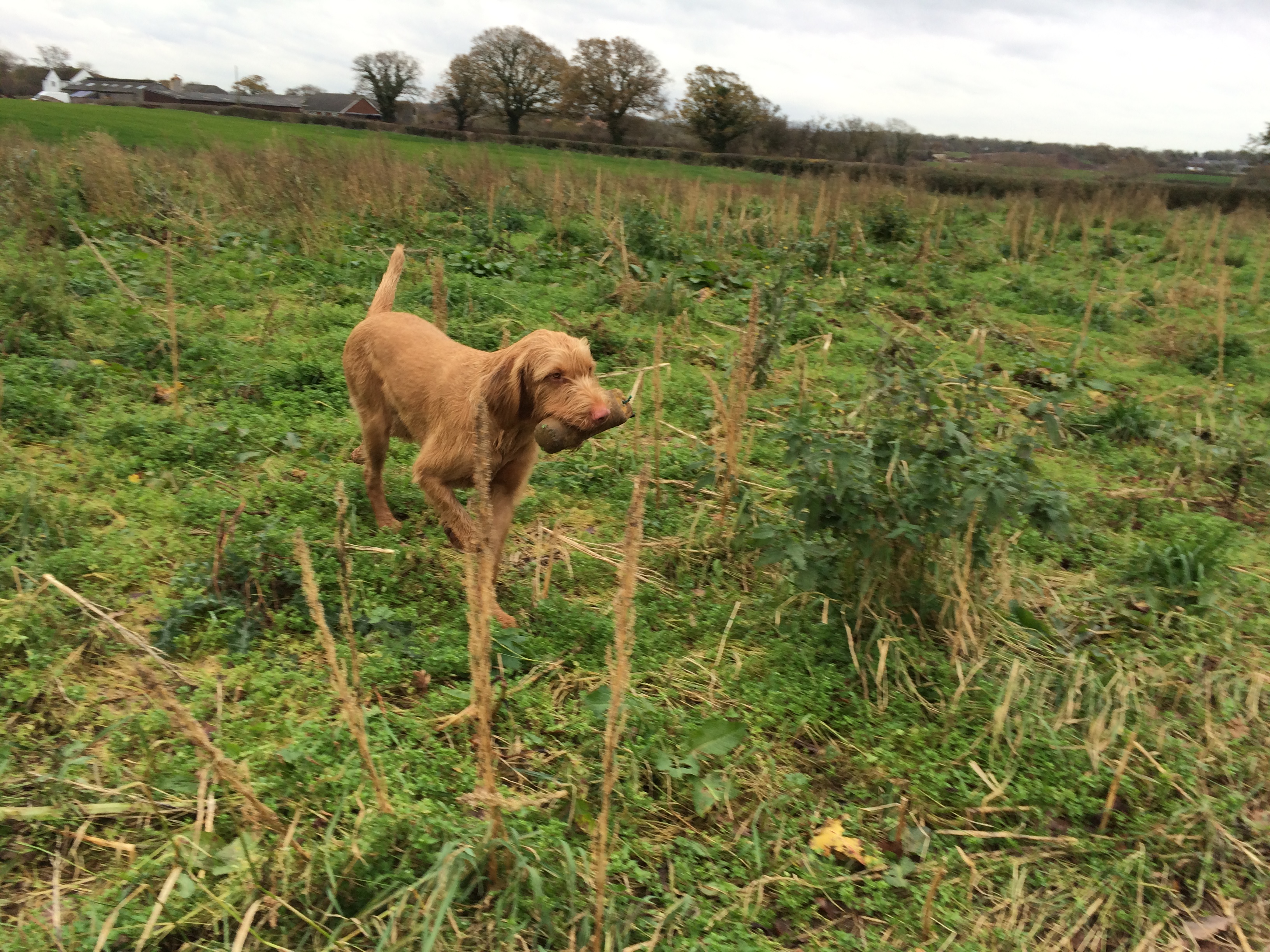 Denzel wirehaired vizsla gundog training