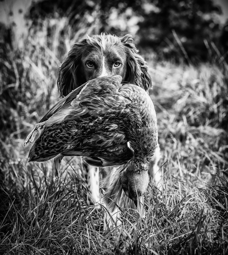 Wisp my springer spaniel on a shoot retrieving a duck