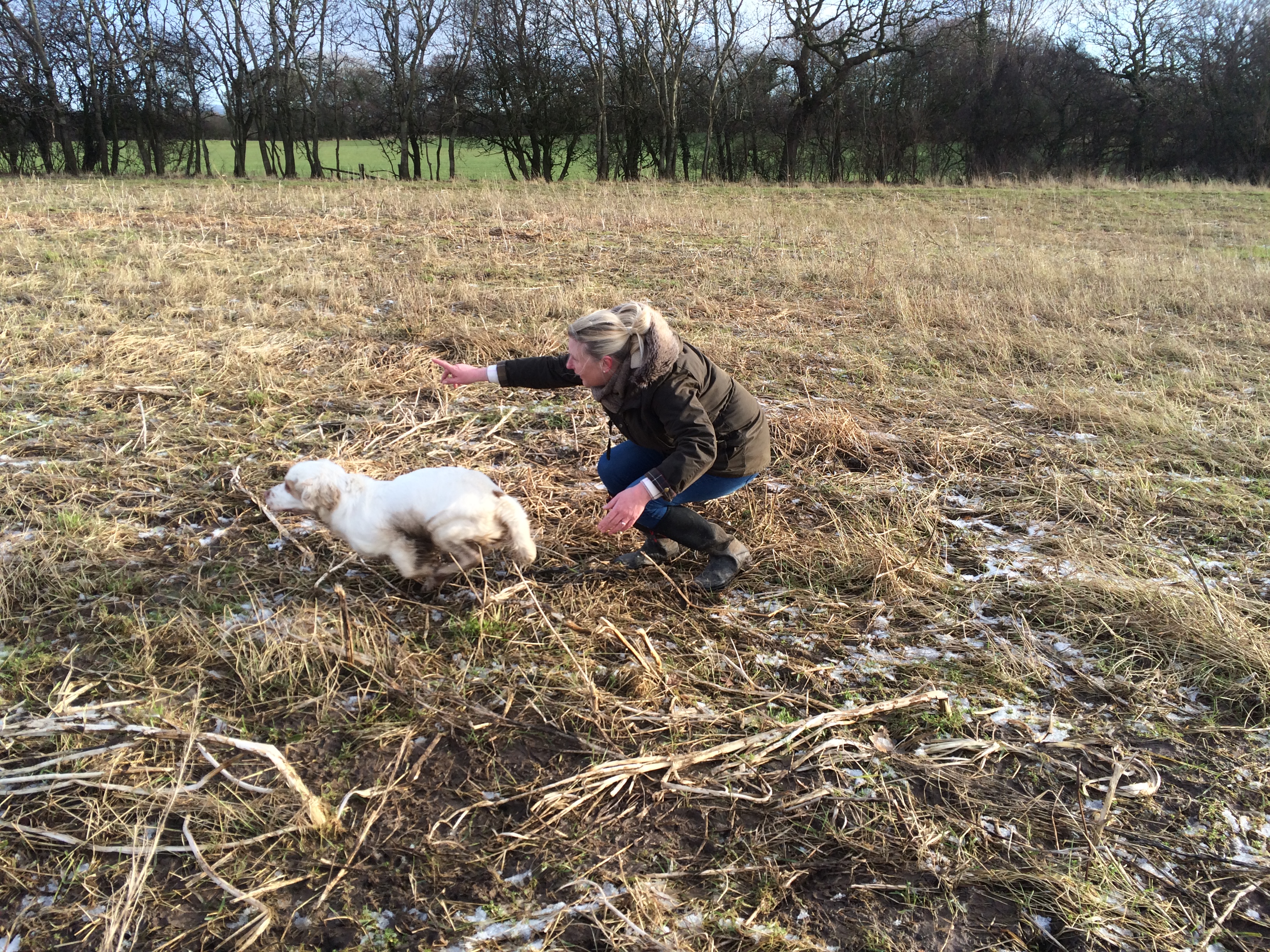 Gundog training pip the Clumber Spaniel