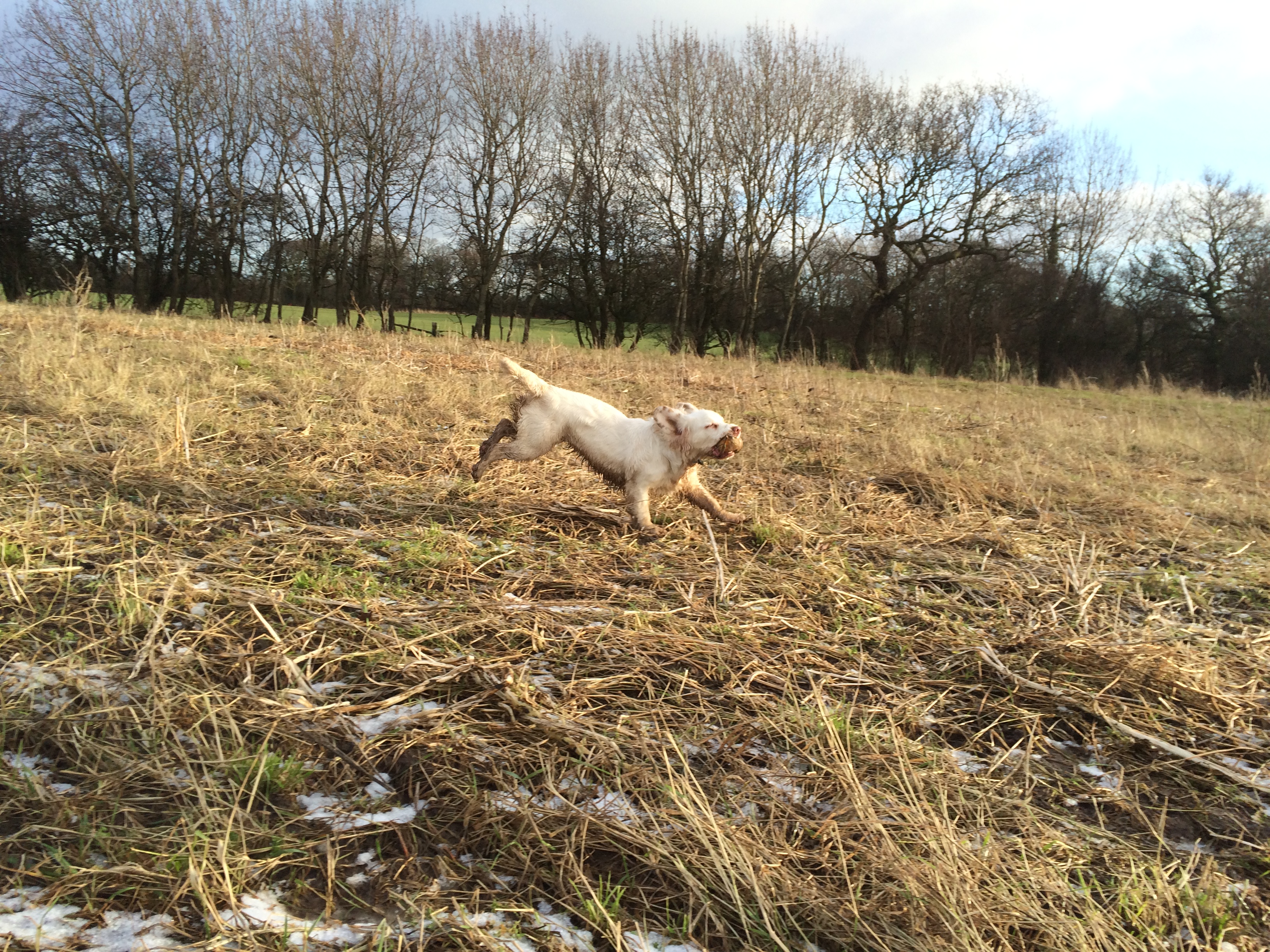 Gundog training pip the Clumber Spaniel