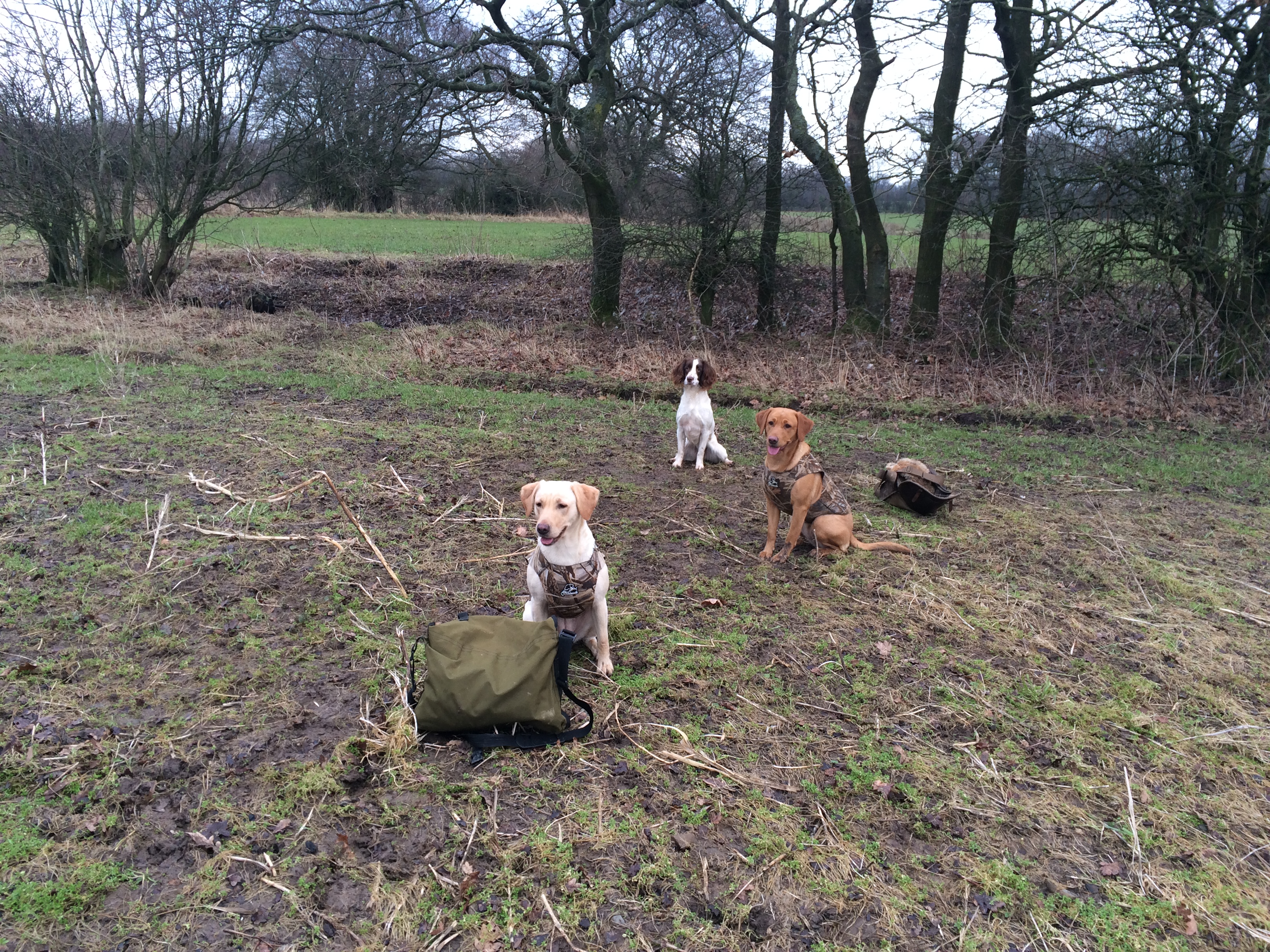 springer spaniels and labradors gundog training