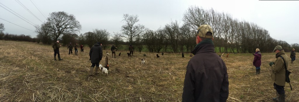 Group gundog training with Tessleymoor Gundogs 