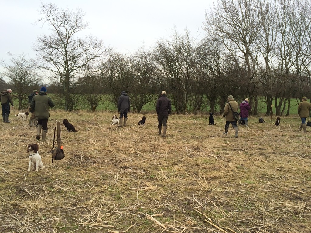 Group gundog training with Tessleymoor Gundogs 