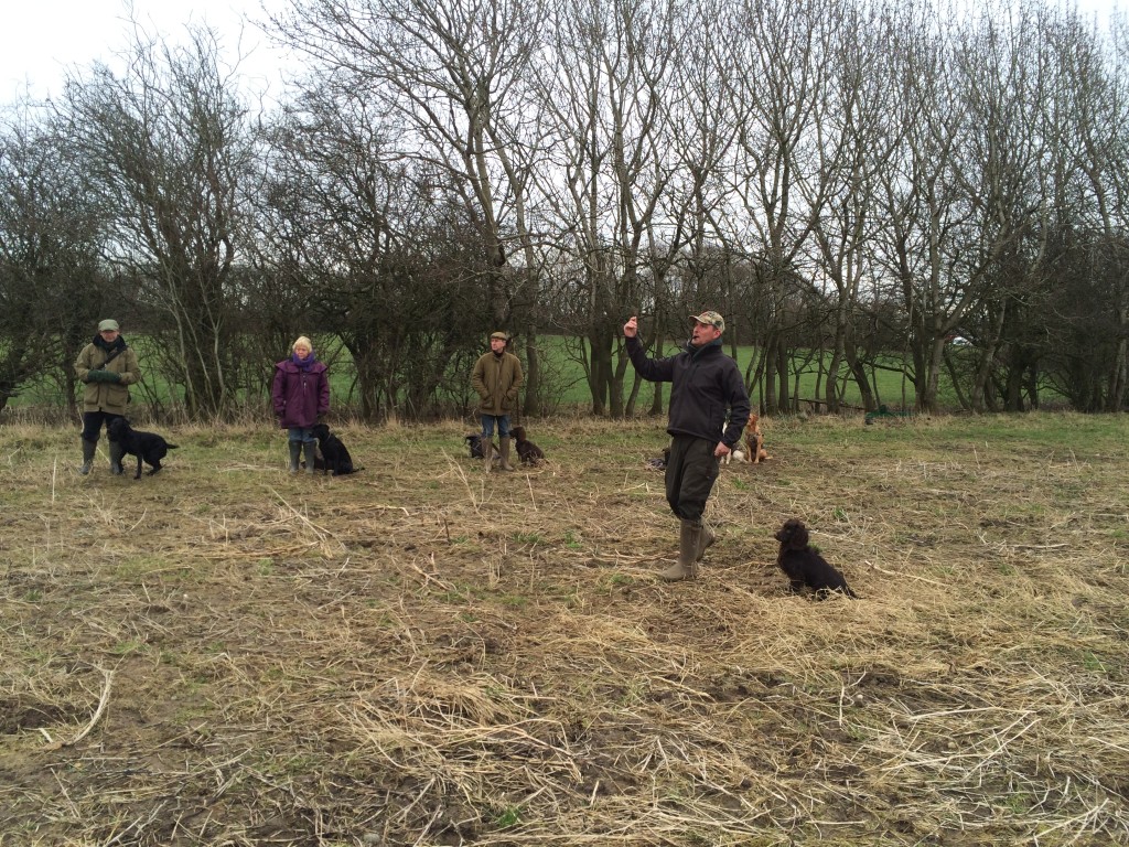 Group gundog training with Tessleymoor Gundogs 