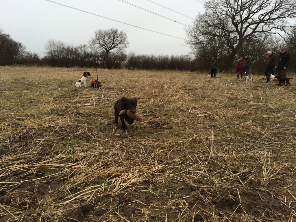 cocker spaniel gundog training tessleymoor gundogs