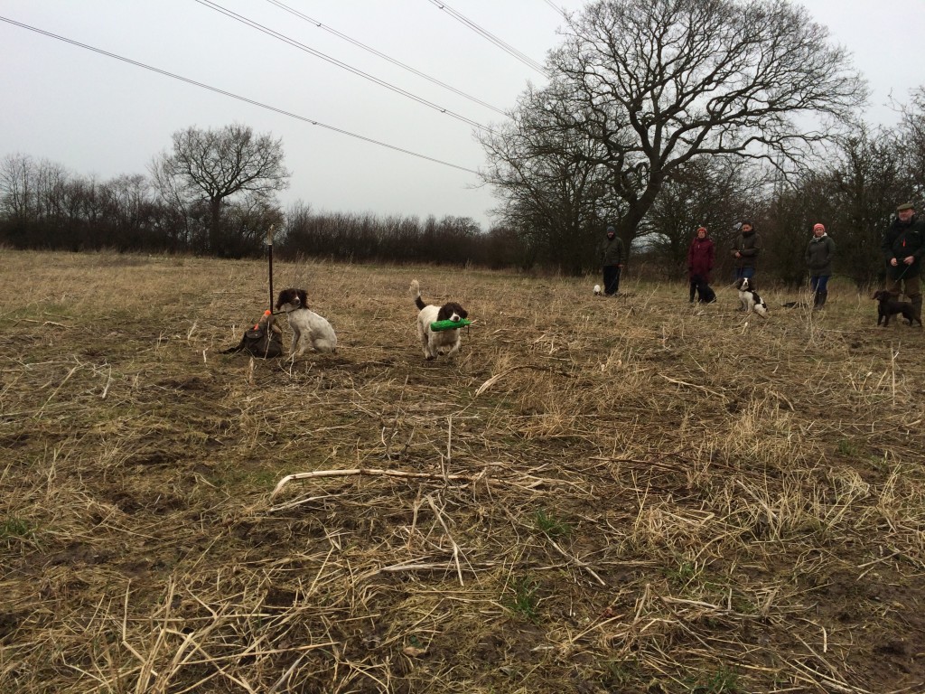 Jess the springer spaniel gundog training