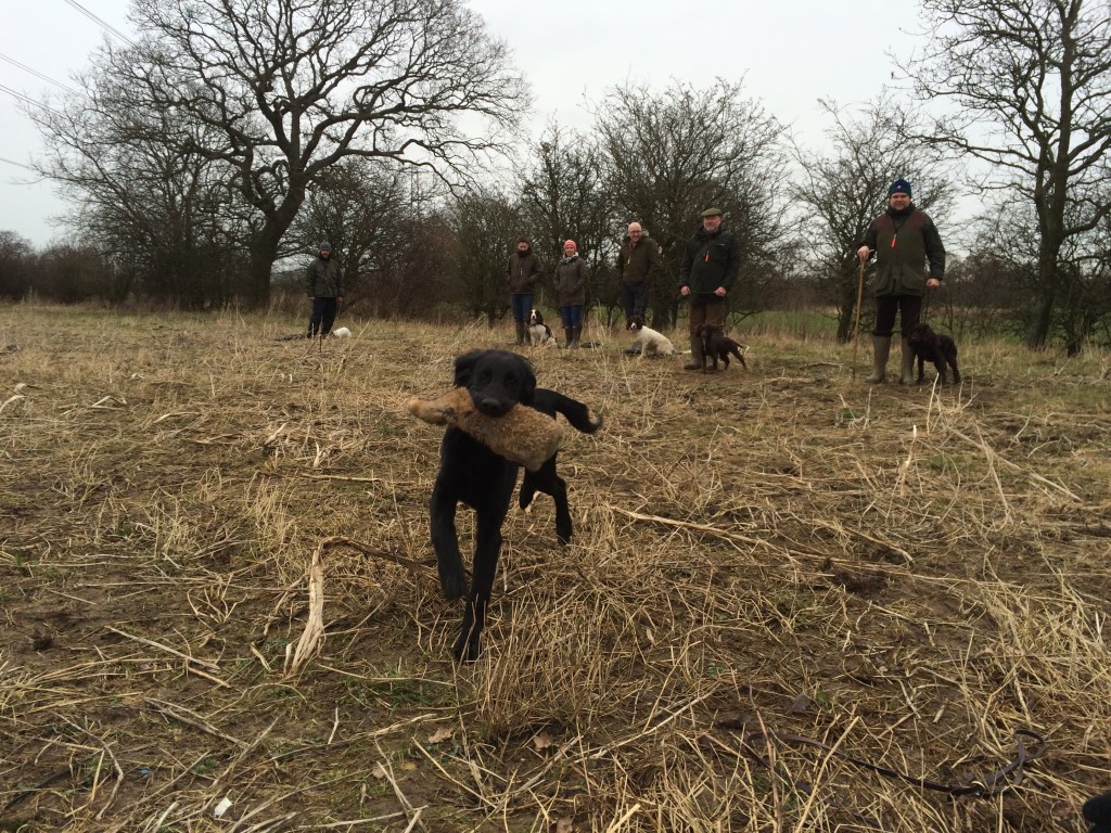 flatcoat retriever puppy at tessleymoor gundog club