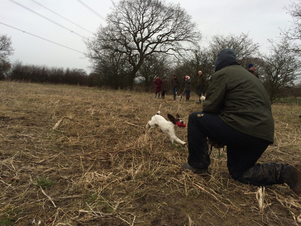 puppy springer spaniel on a group training retrieving a dummy