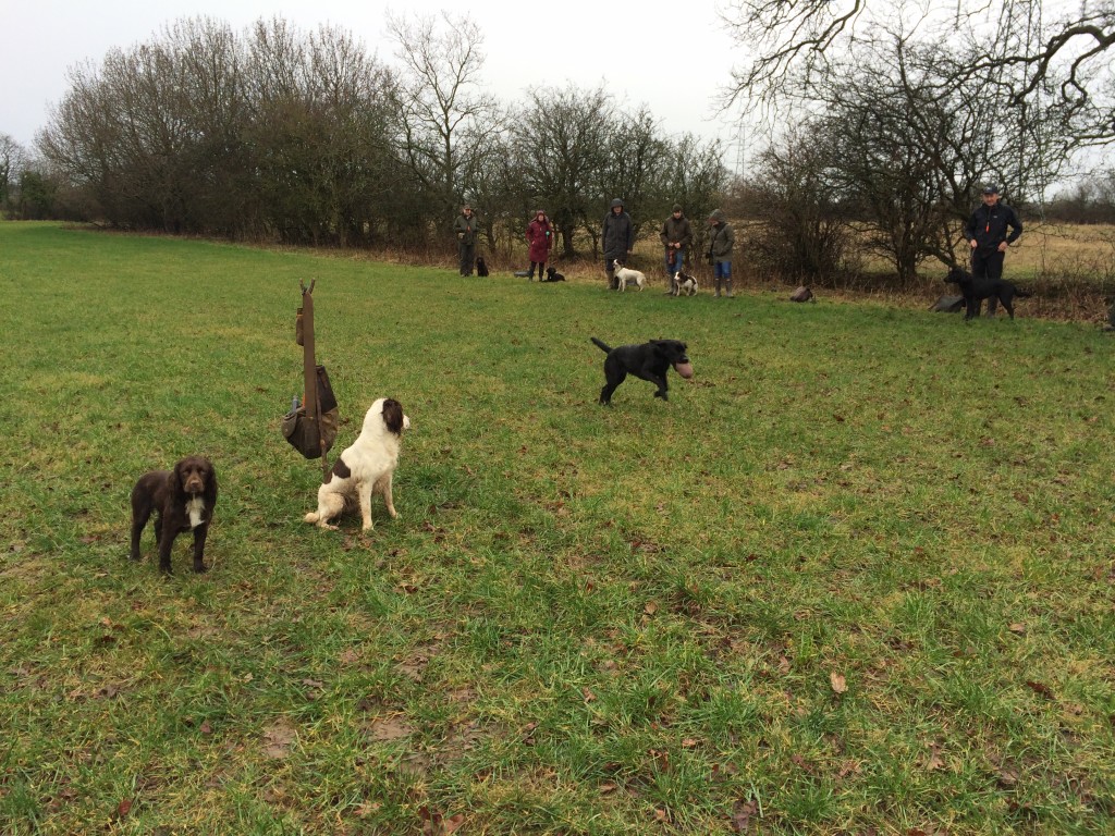 group gundog training with tessleymoor gundogs