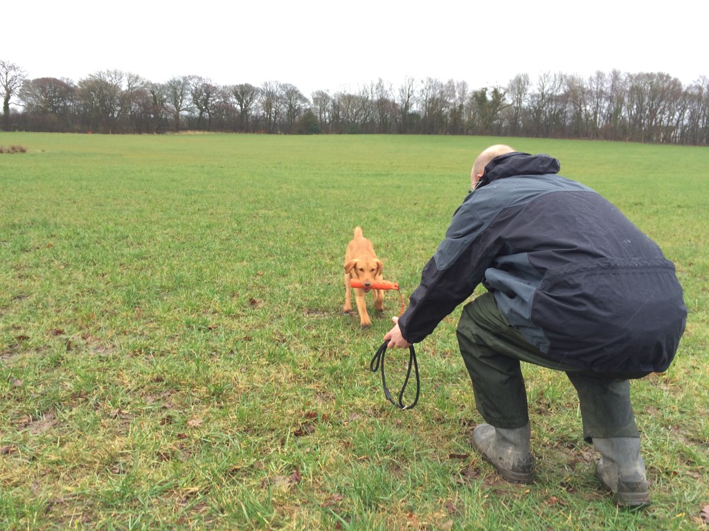 ozzy labrador group gundog training at tessleymoor gundogs