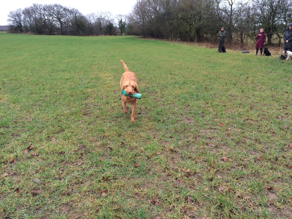 tessleymoor gundog club hungarian vizsla on a dummy retrieve  