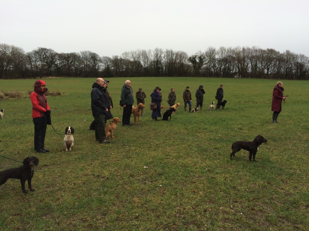 tessleymoor gundog club group training