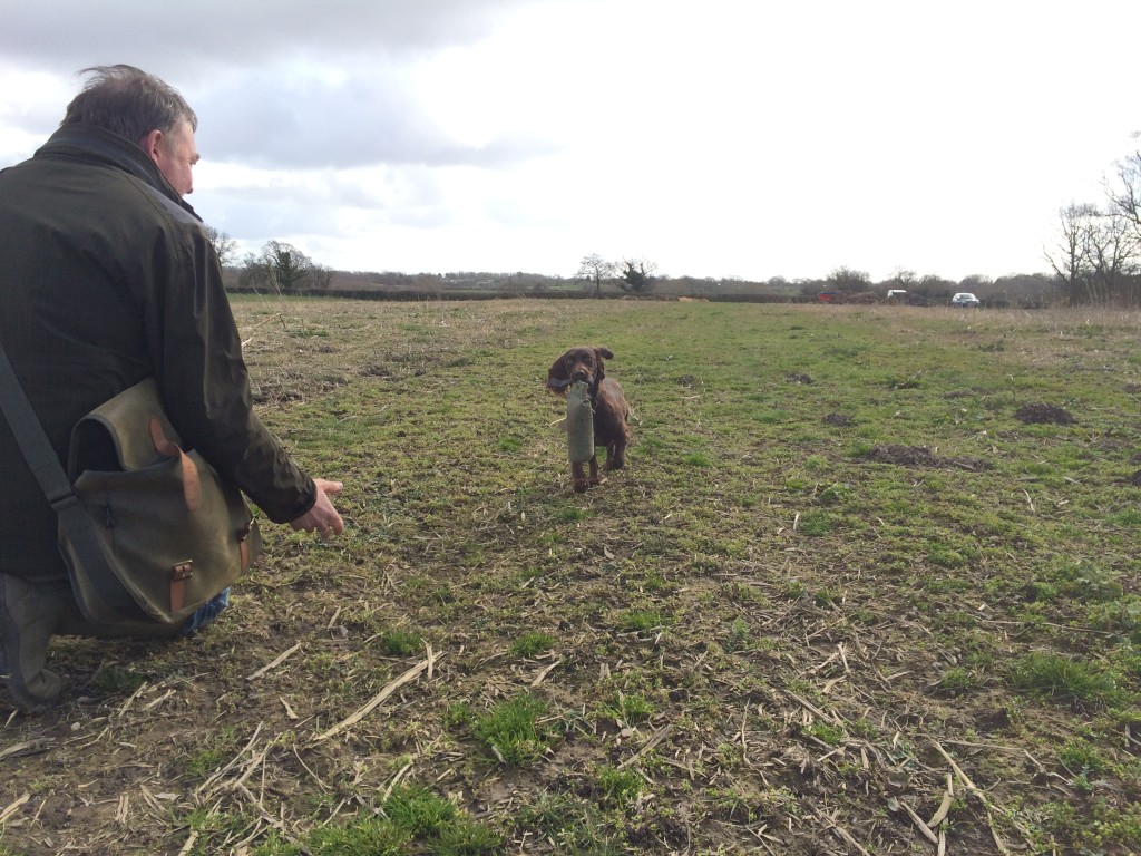 gundog training correcting retrieves with a cocker spaniel