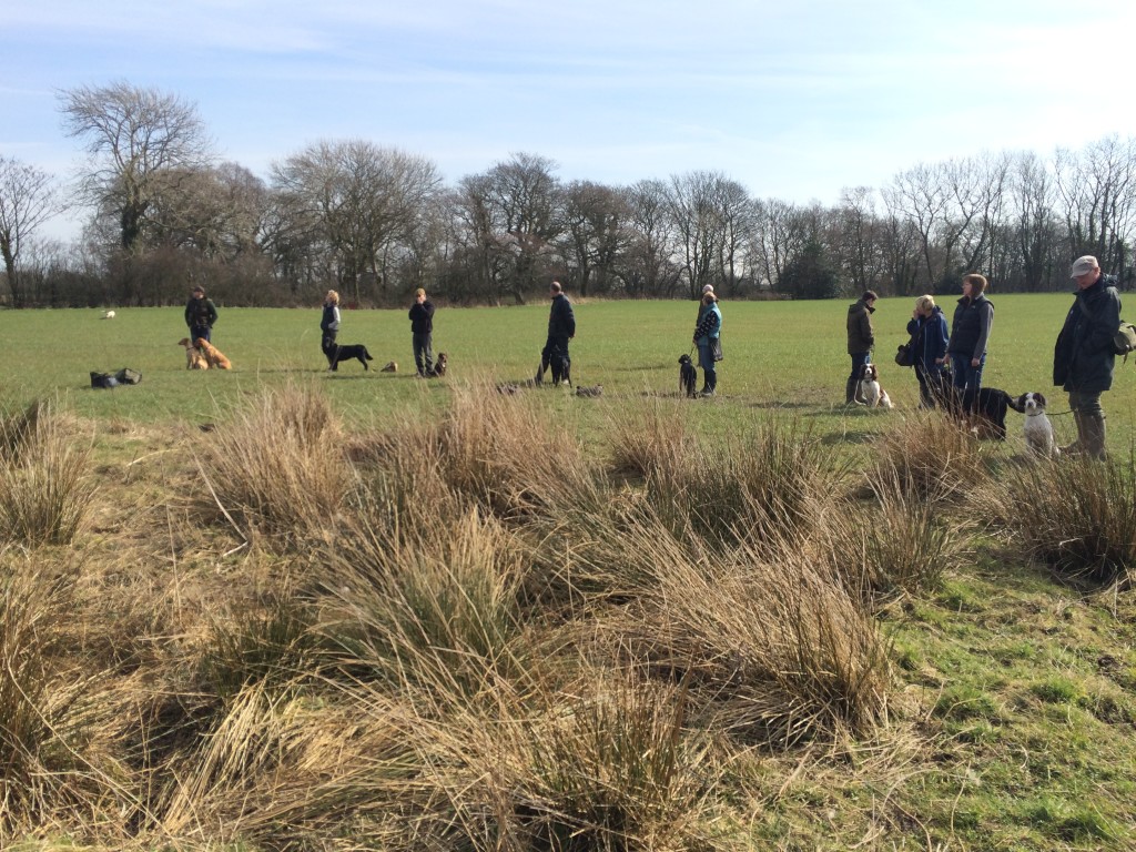 gundog training with tessleymoor gundogs