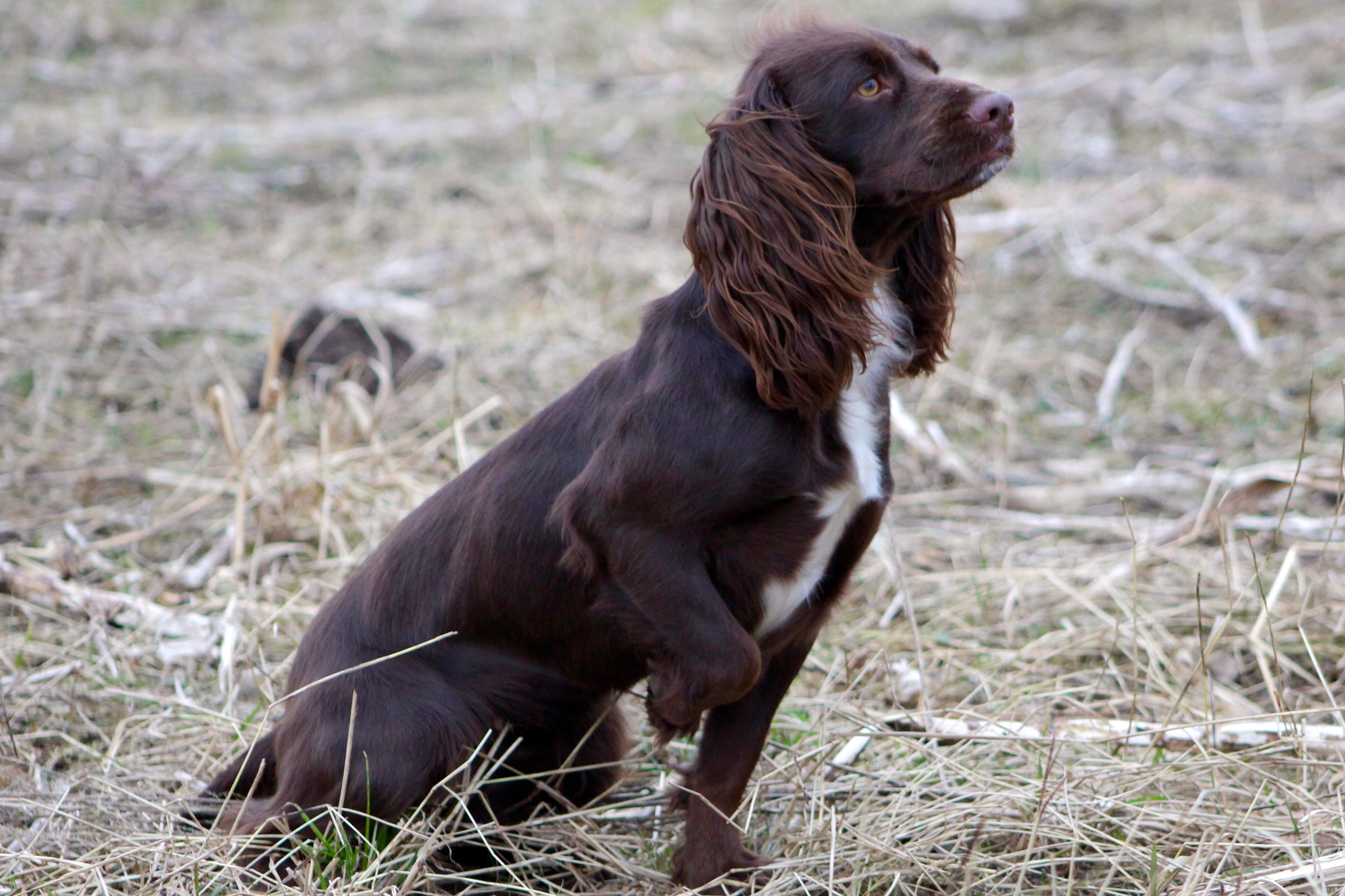 Residential Gundog Training Tessleymoor Gundogs