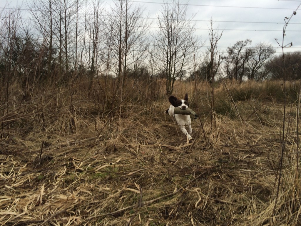 Tessleymoor Gundogs training a Springer Spaniel puppy