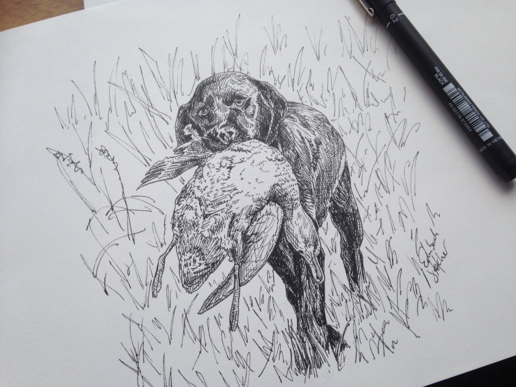 Sketch from the Edhinburgh Sketcher of a working labrador