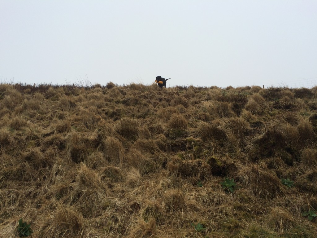 retrieving a dummy on tessleymoor gundog training grounds