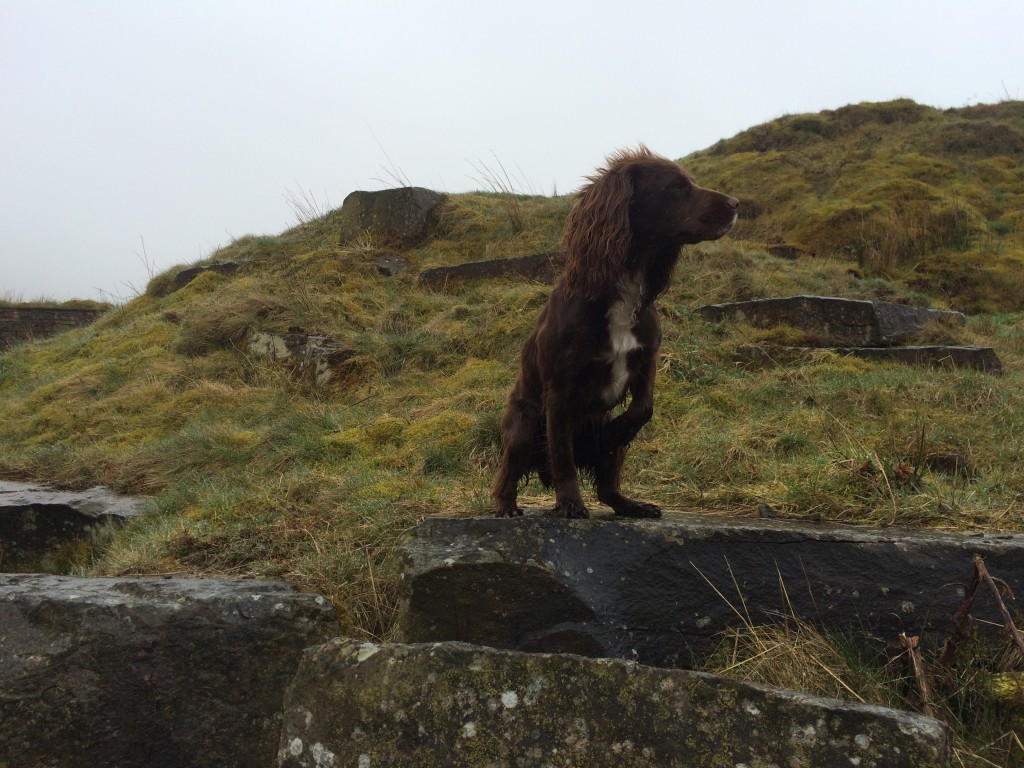 gundog training a cocker spaniel on the moors