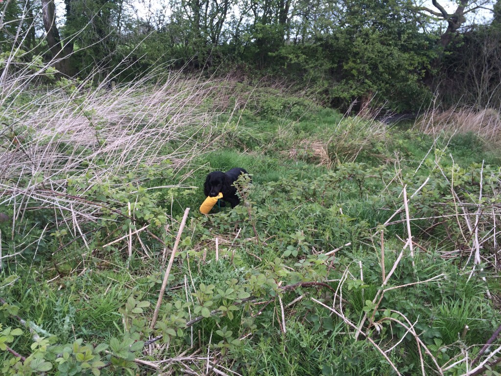 residential gundog training a cocker spaniel