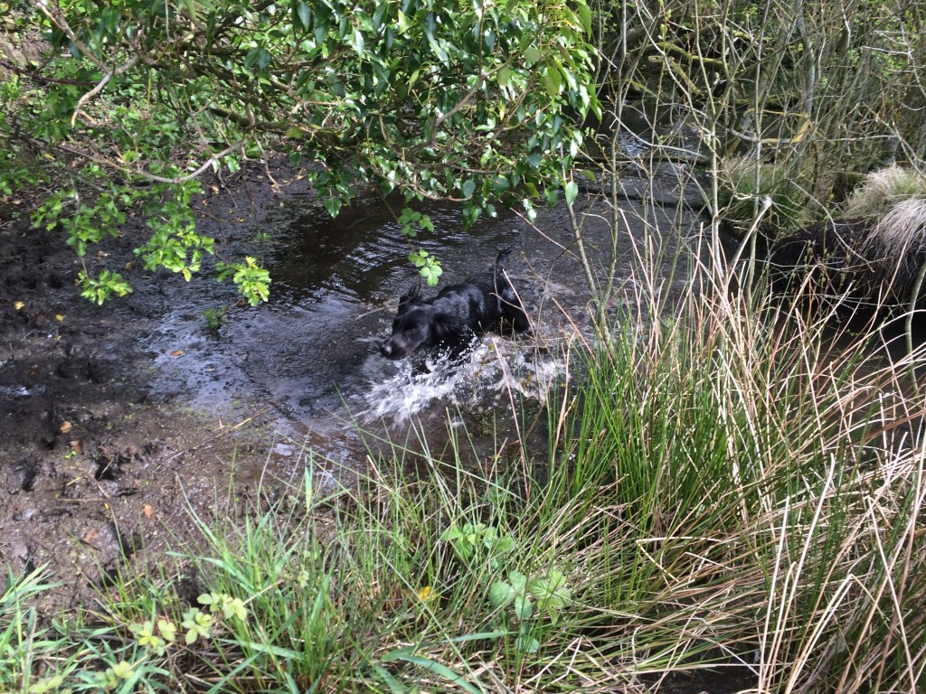 residential gundog training a cocker spaniel
