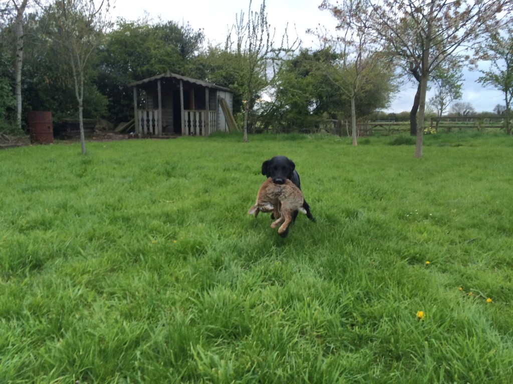 residential gundog training with a labrador on cold game rabbit retrieves