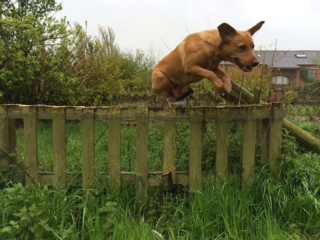 gundog training labrador to jump and retrieve