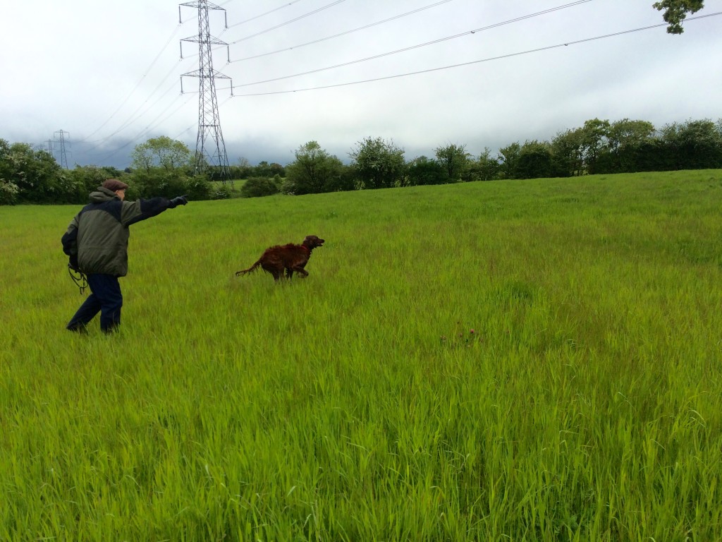 gundog training quartering a irish red setter hunt point retrieve