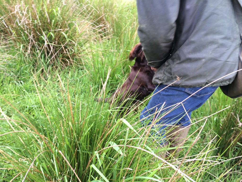 dummy retrieve to hand from a cocker spaniel gundog training