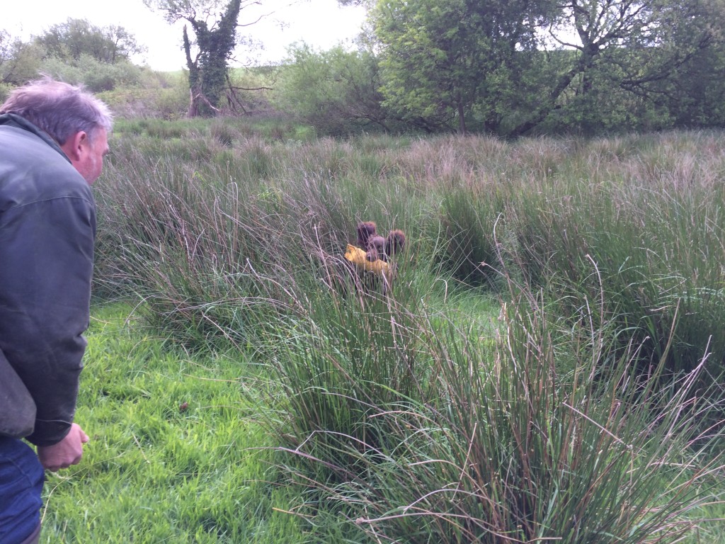 dummy retrieve from the rough with a cocker spaniel