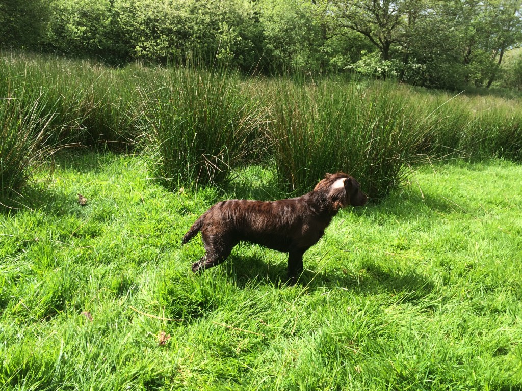 gundog training a cocker spaniel